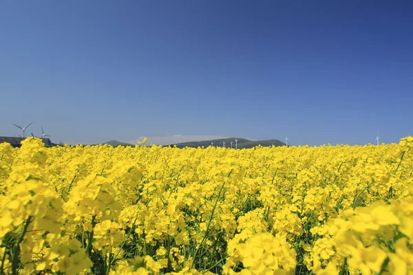 Wind　power and Rapeseed — 스톡 사진